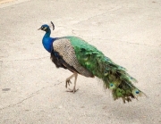 Peacocks rule the neighborhood